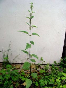 Kopřiva2.jpg